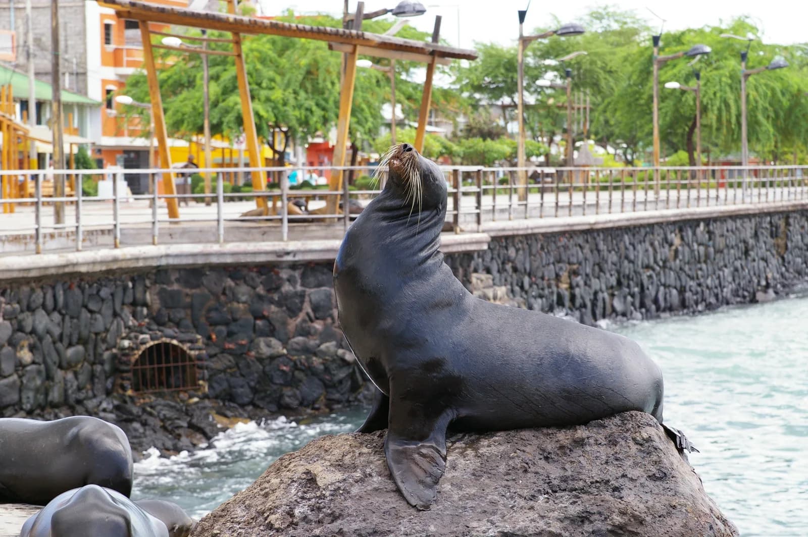 Guía para viajar a Galápagos: consejos para hospedarte en Puerto Ayora