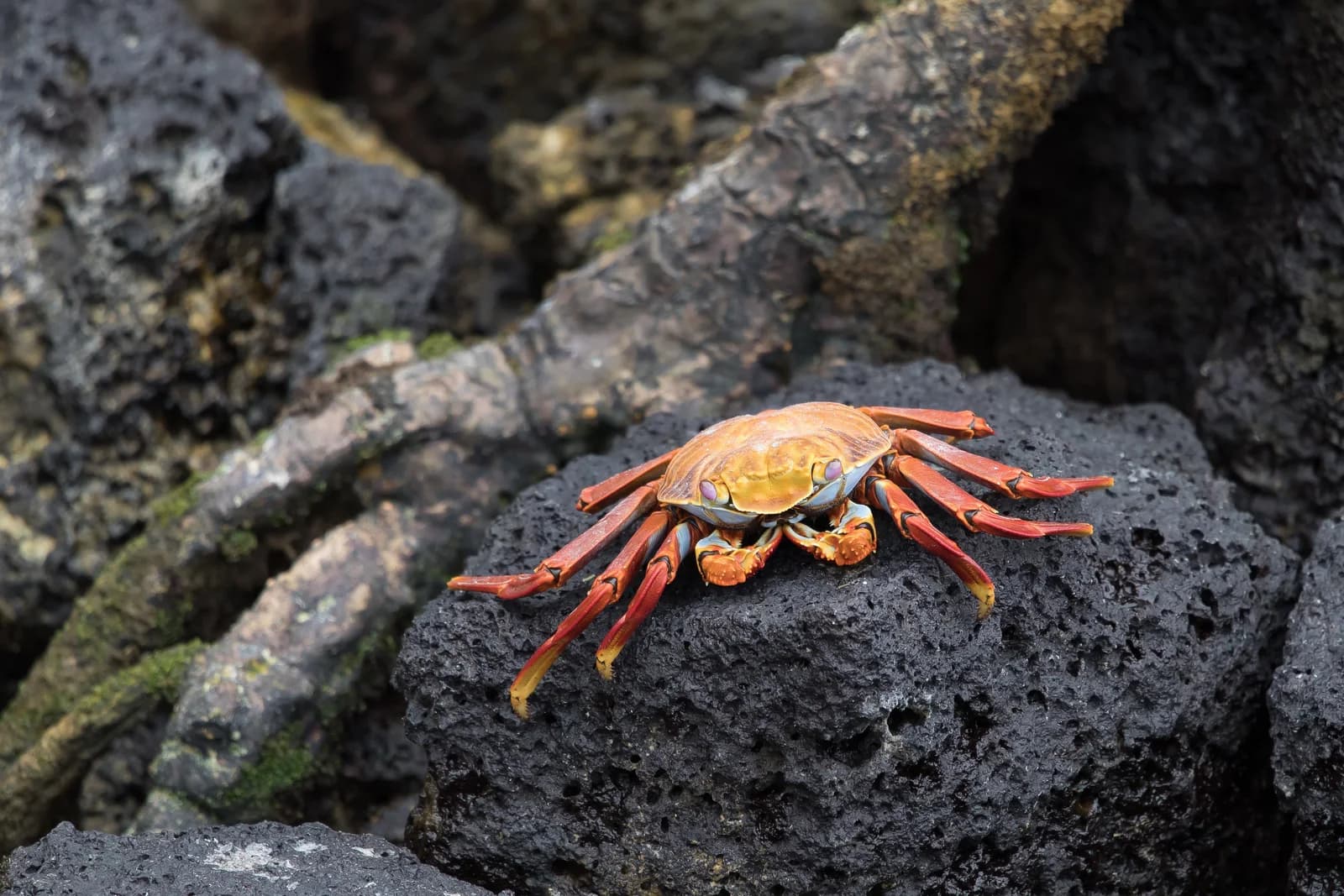 3-Day Galápagos Itinerary from Puerto Ayora, Santa Cruz