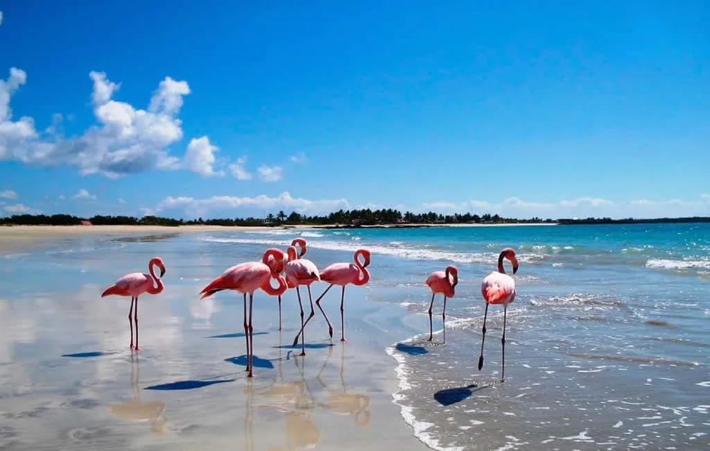 Garrapatero Beach